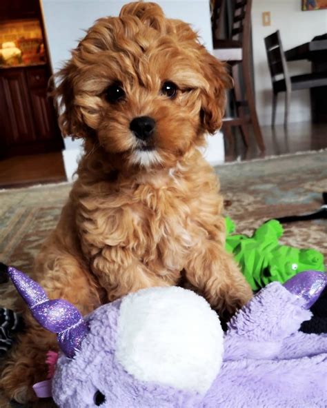 Poo dogs are small, fun-loving designer dogs with long curly or wavy particolored coats. . Cavapoo puppies for sale under 500 near me